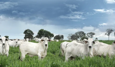 MPF inicia planejamento para protocolo de auditoria de fornecimento de gado da Amazônia