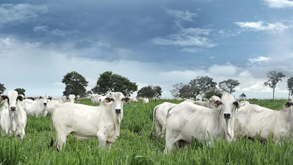 MPF inicia planejamento para protocolo de auditoria de fornecimento de gado da Amazônia