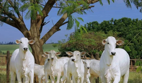 MPF pede indenização de R$ 43 milhões a frigorífico do AM por comercializar carne de origem ilegal