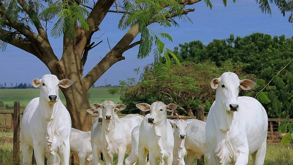 MPF pede indenização de R$ 43 milhões a frigorífico do AM por comercializar carne de origem ilegal