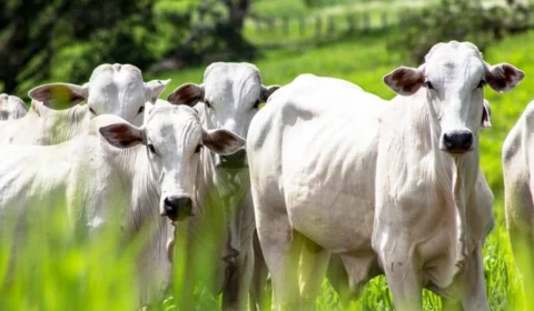 MPF firma acordo pela pecuária sustentável com Frigorífico Amazonas