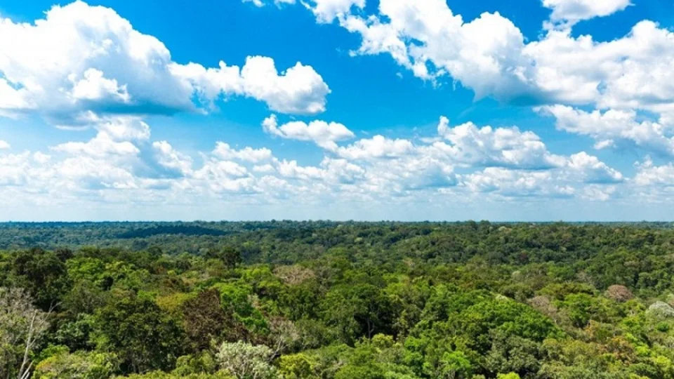 Falta de transparência e prejuízos à Amazônia em eventual fusão do Ibama e do ICMBio são apontados pelo MPF