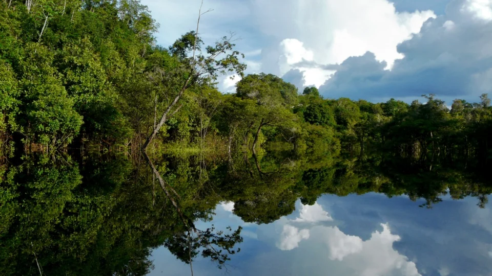 Governo do Amazonas realiza Fórum de Inovação em Investimentos na Bioeconomia Amazônica
