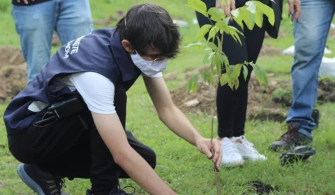 Projeto de Amom planta e distribui quase mil mudas de árvores em Manaus