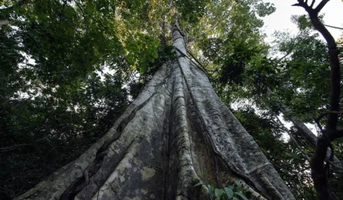 No mês do meio ambiente, licenciamento ambiental provoca debates no Senado