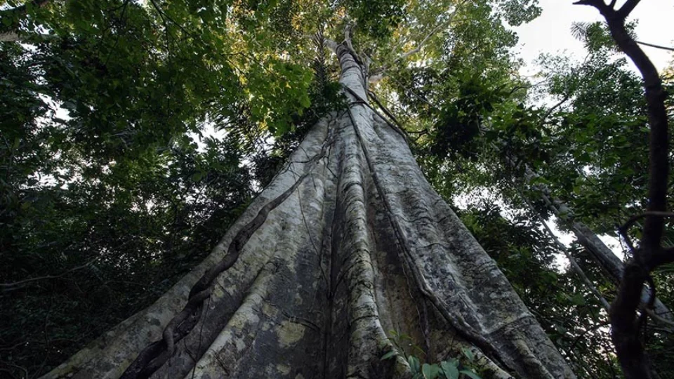 No mês do meio ambiente, licenciamento ambiental provoca debates no Senado