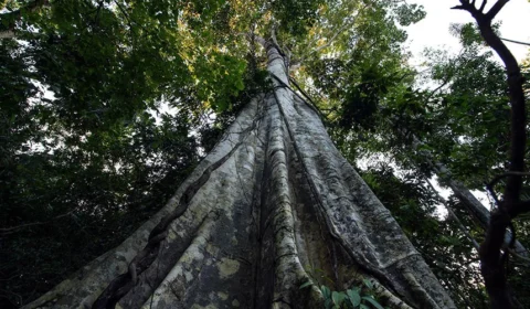 Fundo Amazônia e controle de espécies exóticas estão na pauta da CMA, nesta quarta-feira