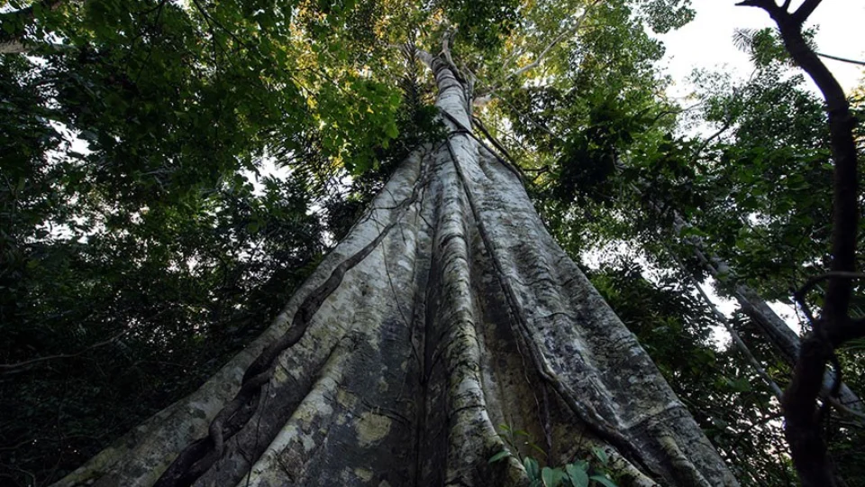 Fundo Amazônia e controle de espécies exóticas estão na pauta da CMA, nesta quarta-feira