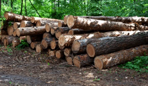 MPF exige indenização de R$ 80 milhões a desmatadores de floresta nacional em Lábrea