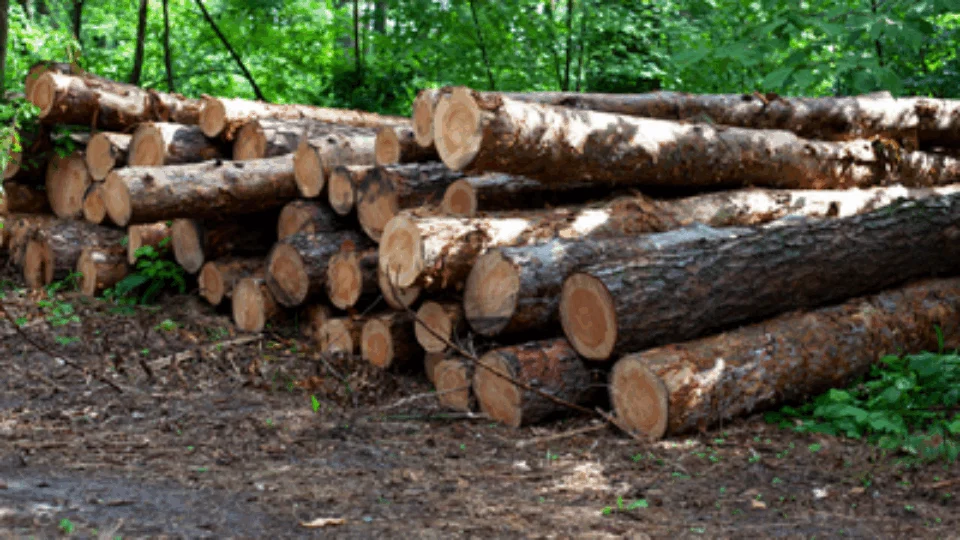 MPF exige indenização de R$ 80 milhões a desmatadores de floresta nacional em Lábrea