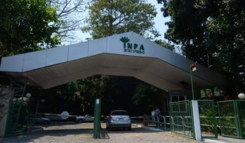 Pesquisa de monitoramento de carbono custará R$ 2,8 milhões ao Inpa