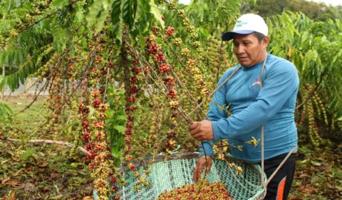 Produção de café no Amazonas cresce dez vezes em 4 anos