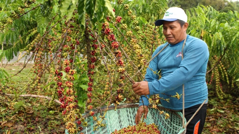 Produção de café no Amazonas cresce dez vezes em 4 anos