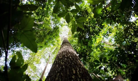 Amazônia terá sistema de dados sobre gases de efeito estufa