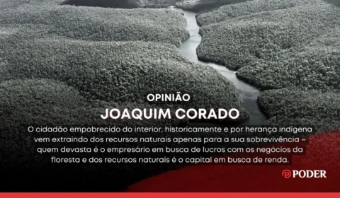 Meio Ambiente, devastação da floresta