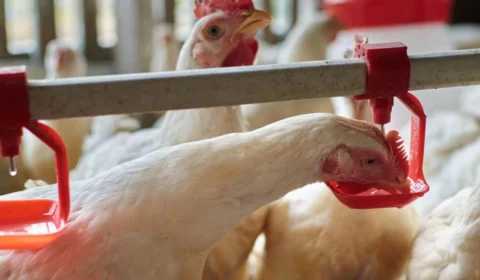 Governo prorroga estado de emergência zoossanitária por gripe aviária