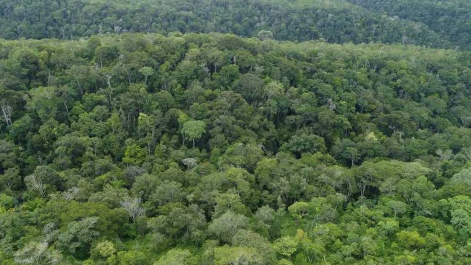 Câmara aprova projeto que regula mercado de carbono