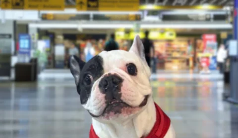 Decisão judicial garante transporte de cão de apoio emocional em cabine de avião
