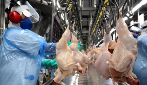 Governo suspende exportação de carne de frango de todo o Brasil para a China