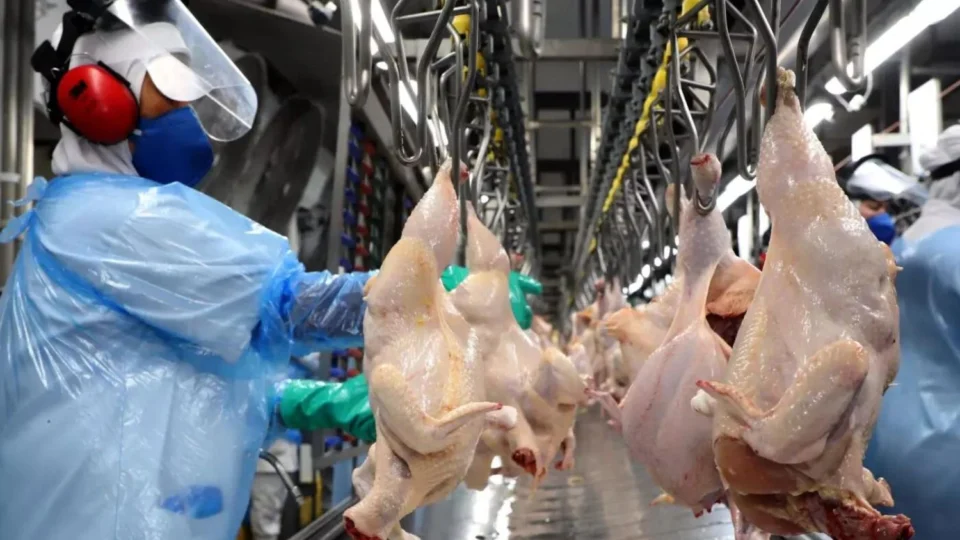 Governo suspende exportação de carne de frango de todo o Brasil para a China