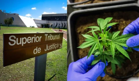 STJ autoriza cultivo de cannabis para fins medicinais