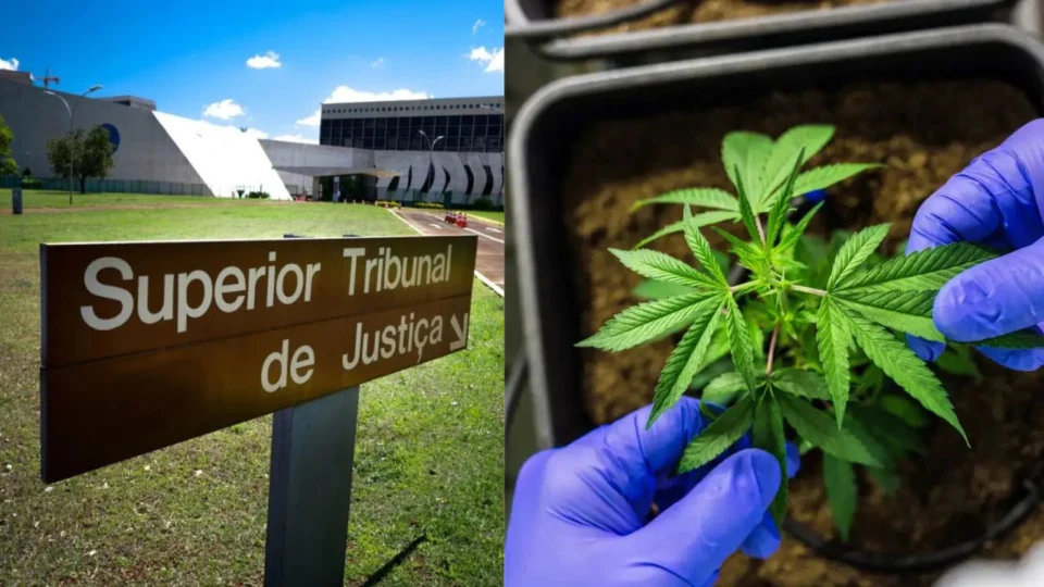 STJ autoriza cultivo de cannabis para fins medicinais