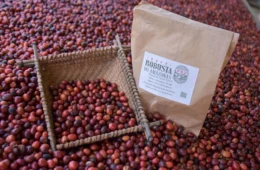 Café do Amazonas ganha fôlego internacional com nova lei e mira mercado chinês