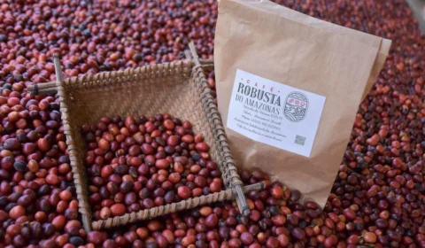 Café do Amazonas ganha fôlego internacional com nova lei e mira mercado chinês