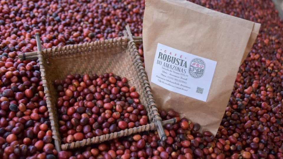 Café do Amazonas ganha fôlego internacional com nova lei e mira mercado chinês