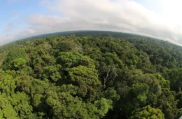 Projetos de carbono no Sul do AM são alvos do MPF por invadir terras indígenas