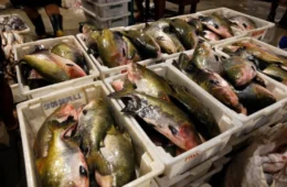 Controle de saída de peixe é reforçado em Belém na Semana Santa