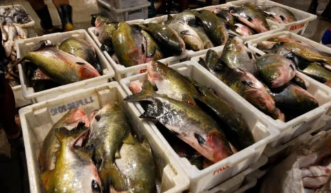 Controle de saída de peixe é reforçado em Belém na Semana Santa