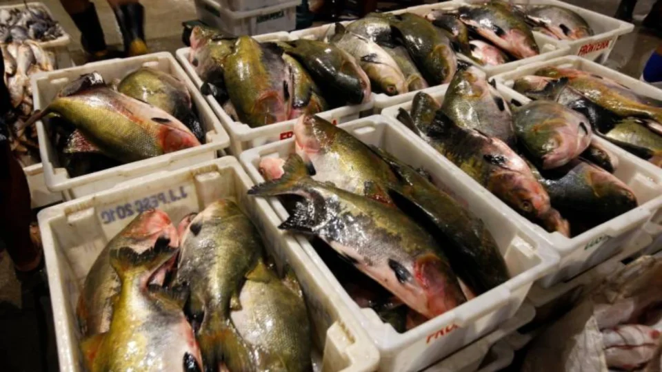 Controle de saída de peixe é reforçado em Belém na Semana Santa